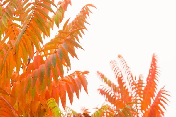 Eine Selektive Fokusaufnahme Schöner Herbstlicher Blätter Auf Dem Zweig Mit — Stockfoto