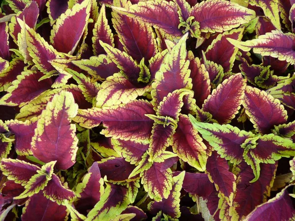 Een Close Shot Van Groeiende Planten Het Groen Perfect Voor — Stockfoto