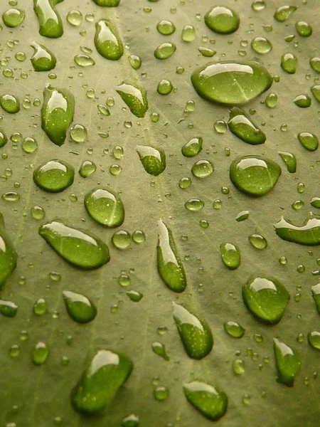 Eine Vertikale Aufnahme Der Oberfläche Eines Grünen Blattes Mit Wassertropfen — Stockfoto