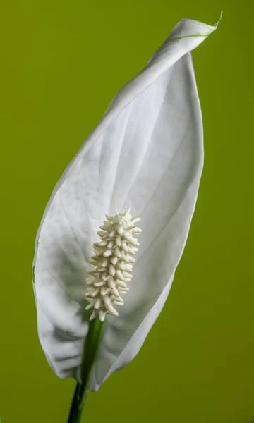 Vertikální Záběr Spathiphyllum Wallisii Pod Světly Izolovaných Zeleném Pozadí — Stock fotografie