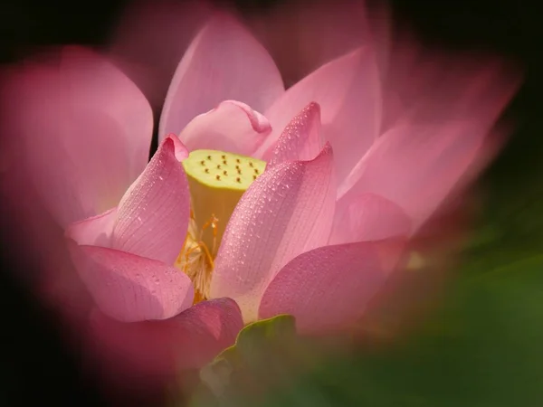 Bel Primo Piano Fiore Loto Rosa Uno Sfondo Verde Brezza — Foto Stock