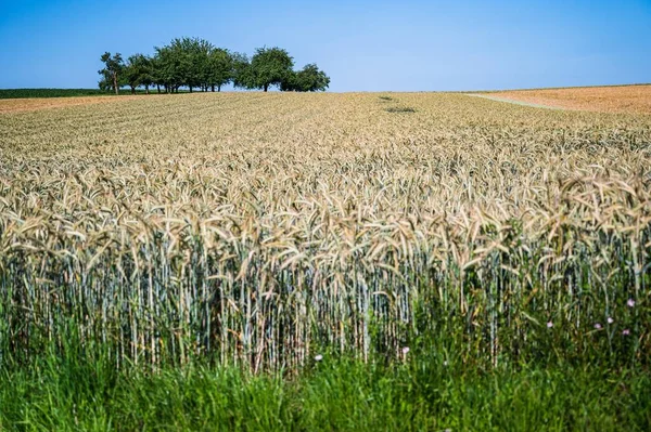 昼間は畑の小麦の穂が多い — ストック写真