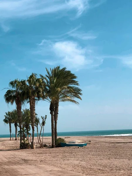 Tiro Vertical Palmeiras Uma Praia Areia Sob Luz Sol — Fotografia de Stock