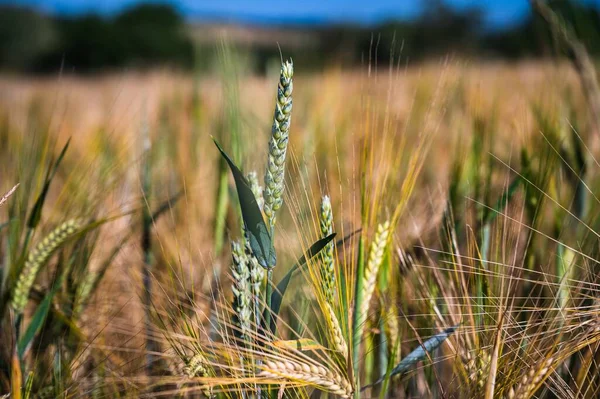 Veel Tarwepiek Het Veld Overdag — Stockfoto