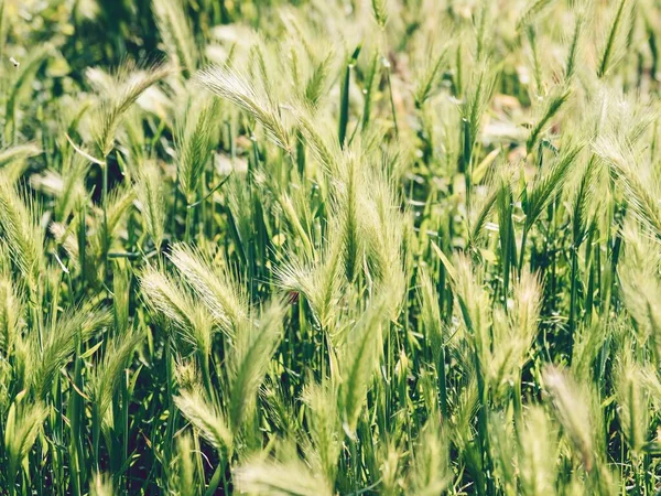 Een Close Shot Van Gerstplanten Een Veld Met Een Wazige — Stockfoto