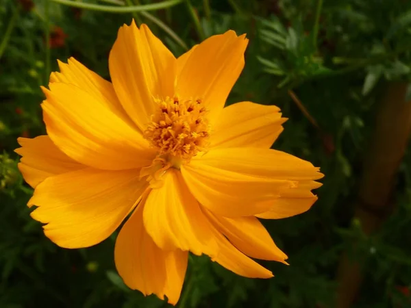 在白天的田野里拍到一朵盛开的橘红色的宇宙花的特写 — 图库照片