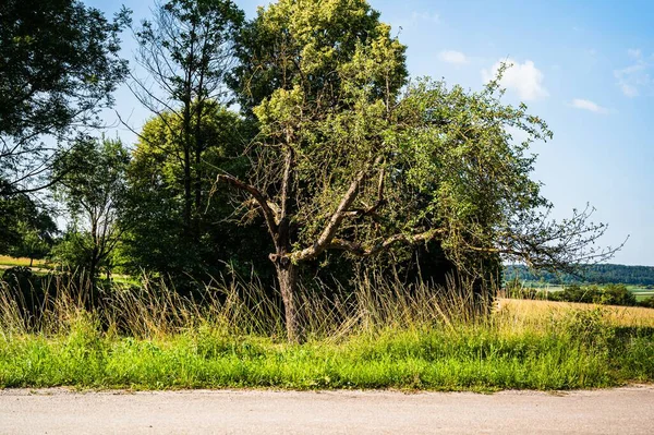 Kilka Drzew Obok Siebie Zielonym Krajobrazie — Zdjęcie stockowe