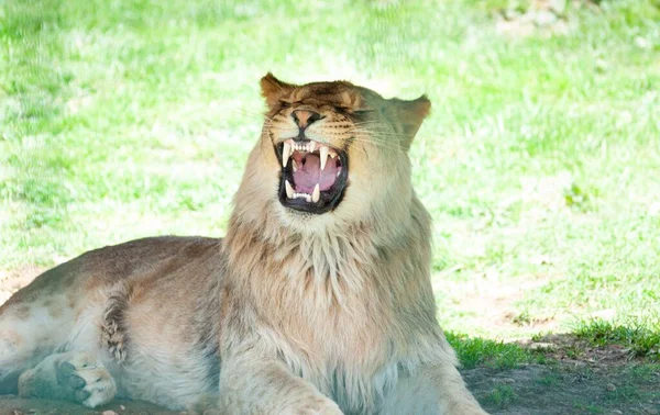 Nahaufnahme Eines Brüllenden Sitzenden Löwen Perfekt Für Den Hintergrund — Stockfoto