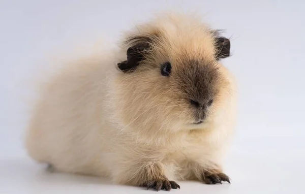 Closeup Shot Guinea Pig Isolated White Background — Stock Photo, Image