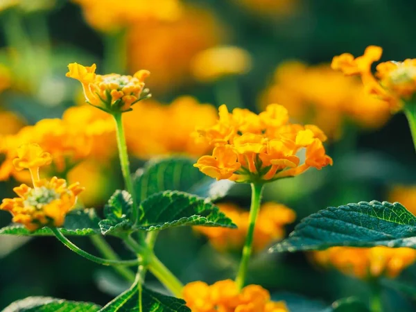 Zbliżenie Ujęcia Kwitnących Pomarańczowo Żółtych Kwiatów Lantana Camara Ogrodzie — Zdjęcie stockowe