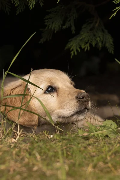 Ένα Χαριτωμένο Χνουδωτό Golden Retriever Κάθεται Στο Γρασίδι Στο Πάρκο — Φωτογραφία Αρχείου