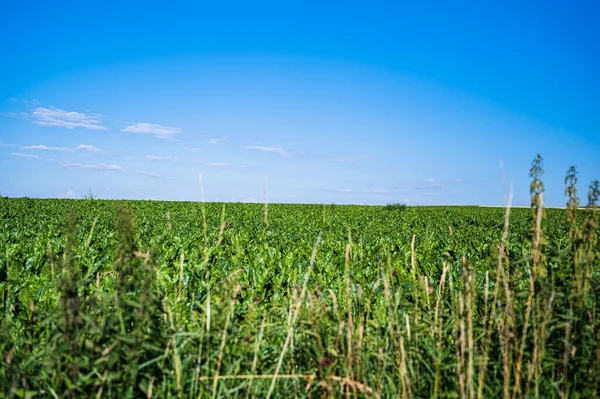 Eine Nahaufnahme Der Grünen Pflanzen Der Großen Landschaft Unter Blauem — Stockfoto