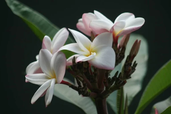 Ένα Κοντινό Πλάνο Λευκά Μεξικάνικα Λουλούδια Frangipani — Φωτογραφία Αρχείου