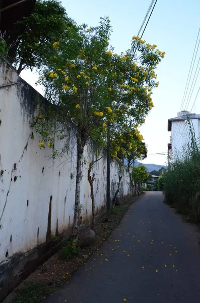 白い建物と黄色の花の木の間の狭い通りの垂直ショット — ストック写真