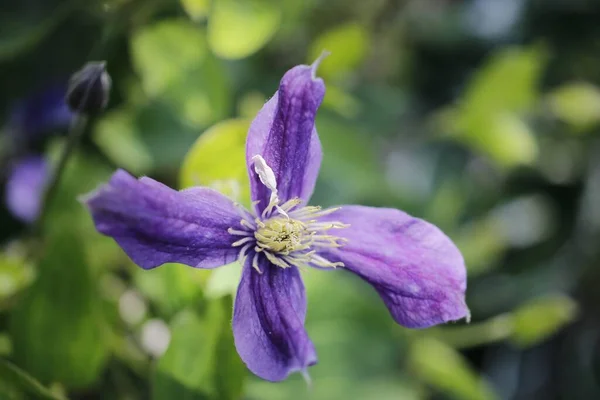 Selektywne Ujęcie Ostrości Purpurowego Kwiatu Clematis — Zdjęcie stockowe