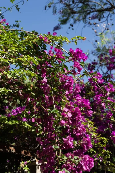 Снимок Красивых Ветвей Бугенвиллеи Цветущих Солнечным Небом — стоковое фото