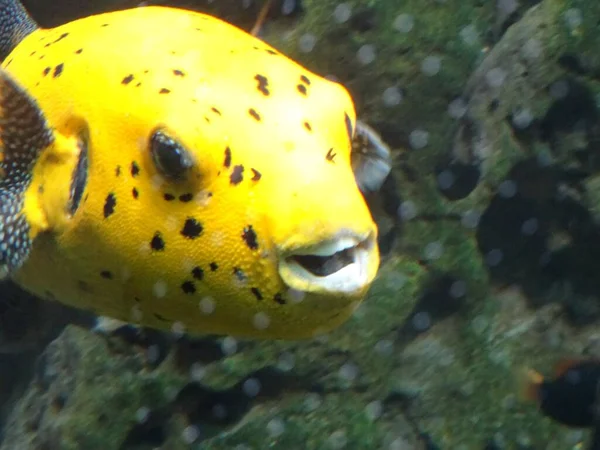 Giallo Arothron Citrinellus Pesci Che Nuotano Acqua — Foto Stock