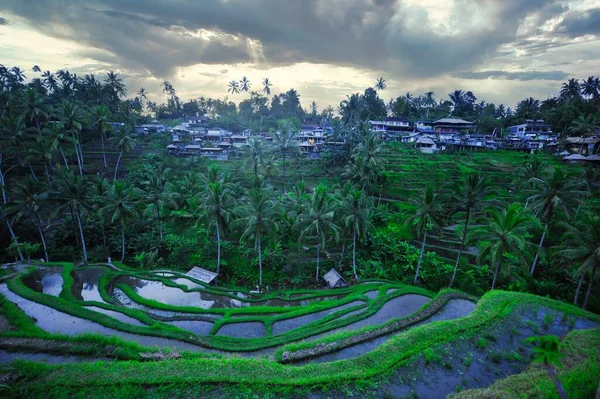Beautiful Shot Tegallalang Rice Teracces Bali Indonesia Buildings Background Cloudy — Stock Photo, Image
