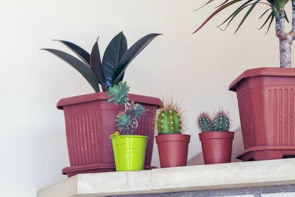 Sebuah Gambar Close Seup Tanaman Tumbuh Pot Bunga Terhadap Dinding — Stok Foto