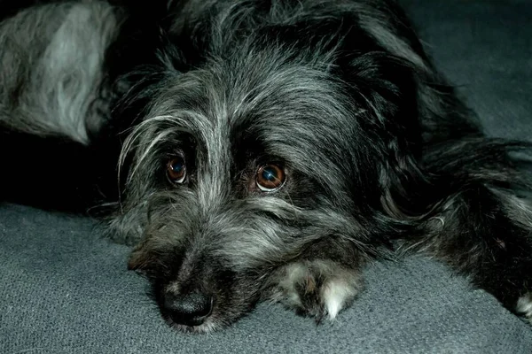 Ein Süßer Schwarzer Tibet Terrier Hund Sitzt Auf Der Couch — Stockfoto