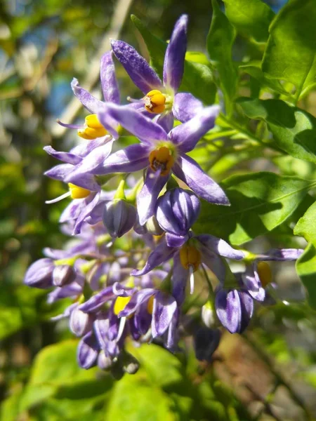 Een Verticaal Shot Van Bloeiende Purpere Braziliaanse Nightshade Bloemen Overdag — Stockfoto