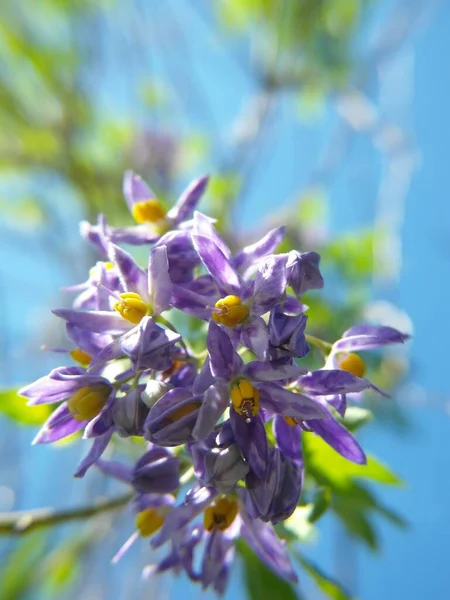 Vertical Shot Blooming Purple Brazilian Nightshade Flowers Daytime — Stock Photo, Image