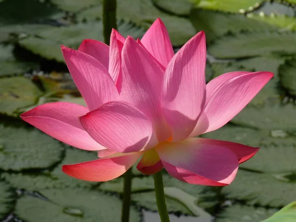 Sebuah Gambar Close Dari Bunga Lotus Suci Kolam — Stok Foto