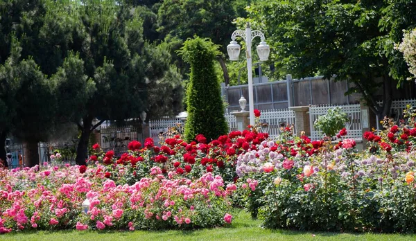 A beautiful, glorious garden of colorful roses