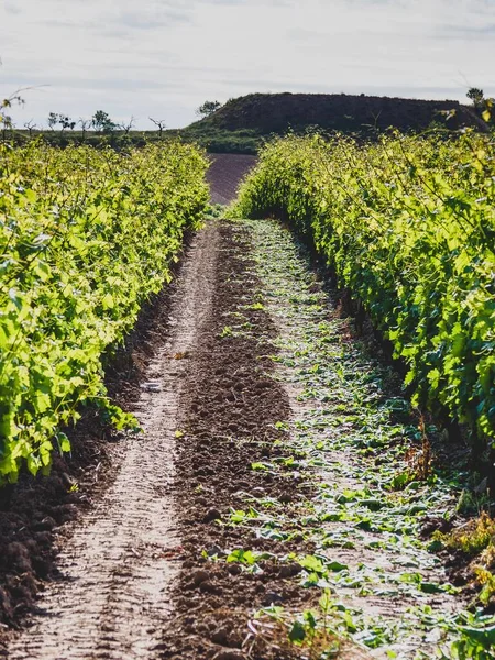 Hermoso Paisaje Viñedos Rioja España Durante Día —  Fotos de Stock