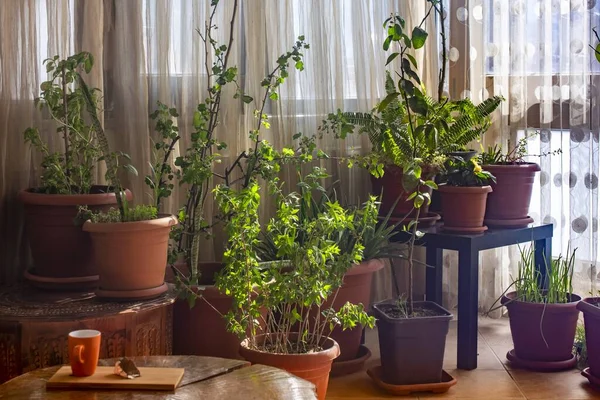 Huset Växter Bruna Krukor Rummet — Stockfoto