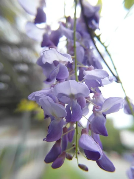 豆の木に紫色の中国の藤の花を咲かせる垂直ショット — ストック写真