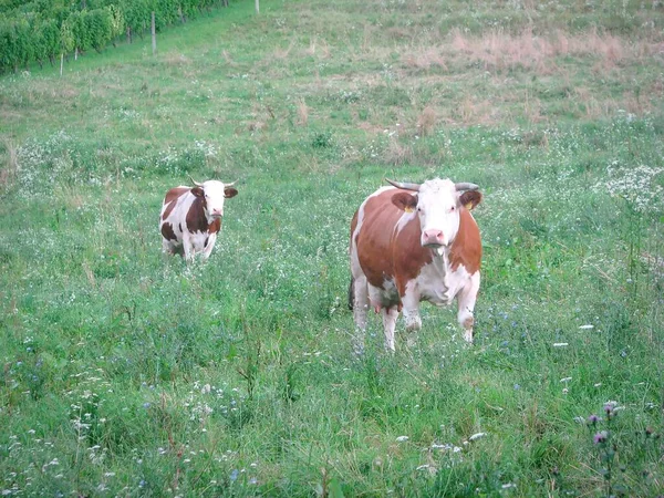 Closeup Shot Dairy Cows Grazing Green Grass Pasture — Stock Photo, Image