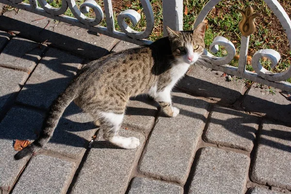 Tiro Ángulo Alto Gato Suelo Piedra Con Una Valla Fondo — Foto de Stock