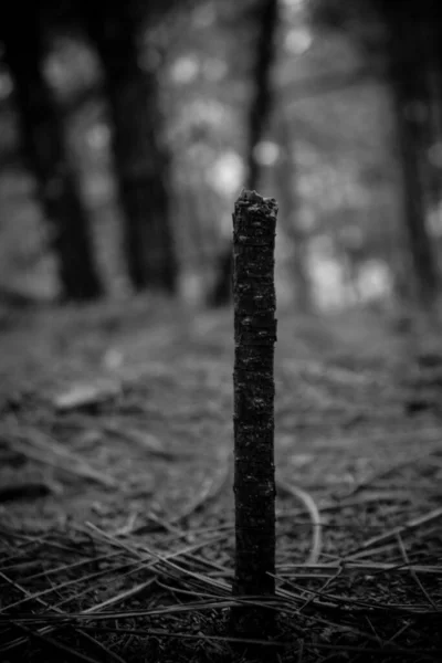 Primer Plano Vertical Escala Grises Tronco Corto Delgado Árbol Cortado — Foto de Stock