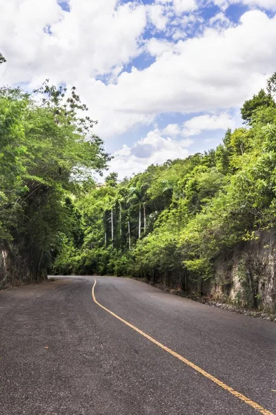 Vertical Shot Empty Road Surrounded Green Plants Trees Daylight — Stock Photo, Image