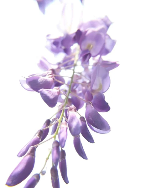 Tiro Vertical Flores Wisteria Chinês Roxo Florescendo Árvores Feijão — Fotografia de Stock