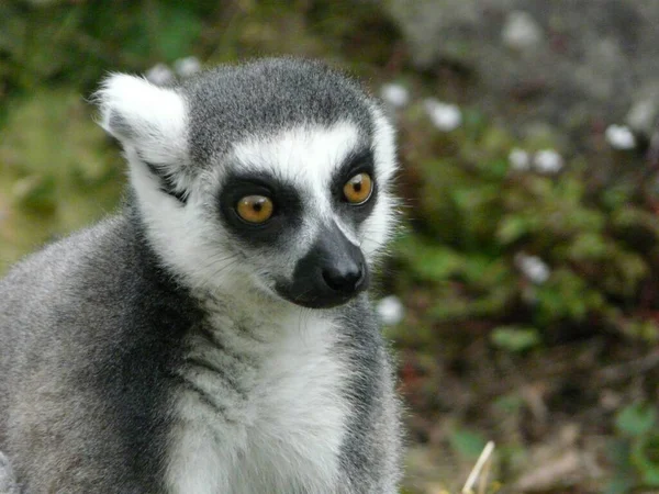 Den Förtjusande Ringstjärtad Lemur Med Bruna Ögon Djurparken — Stockfoto