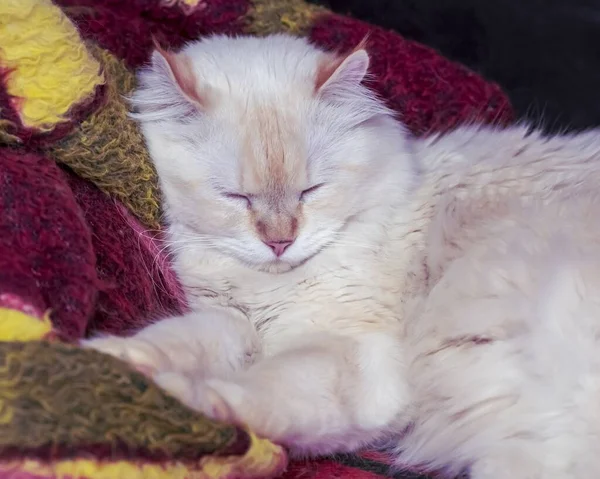 Μια Μπεζ Γάτα Κοιμάται Ανάμεσα Μερικά Πολύχρωμα Μαξιλάρια Ιδανικό Για — Φωτογραφία Αρχείου