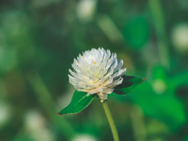 Eine Nahaufnahme Der Weißen Kleeblume Auf Einem Feld Vor Verschwommenem — Stockfoto