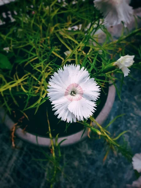 Uma Vista Vertical Superior Uma Flor Branca William Doce Vaso — Fotografia de Stock
