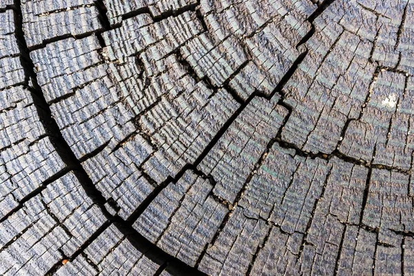 Een Macro Shot Van Het Geslepen Hout Met Patronen Lijnen — Stockfoto