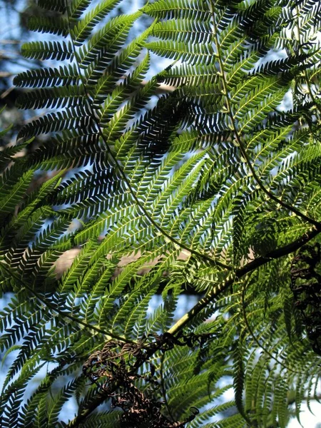 Primer Plano Las Ramas Verdes Árbol Bajo Luz Del Sol —  Fotos de Stock