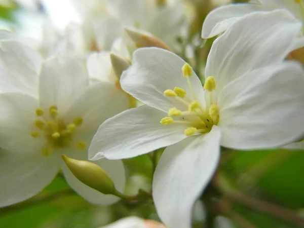 桐の木の花の選択的フォーカスショット — ストック写真