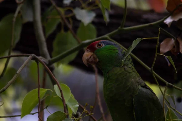 Ένα Κοντινό Πλάνο Του Πράσινου Και Κόκκινου Παπαγάλου Που Κάθεται — Φωτογραφία Αρχείου