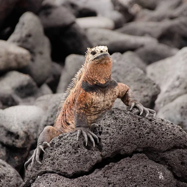 Закрытый Снимок Головы Галапагосской Морской Игуаны Скале — стоковое фото