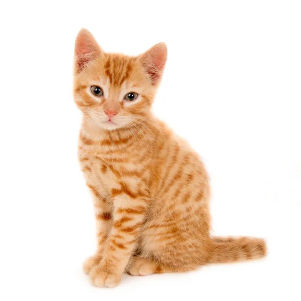 Tiro Close Gatinho Doméstico Gengibre Bonito Sentado Uma Superfície Branca — Fotografia de Stock