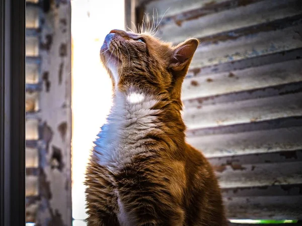 Een Close Shot Van Een Kat Genietend Van Frisse Lucht — Stockfoto