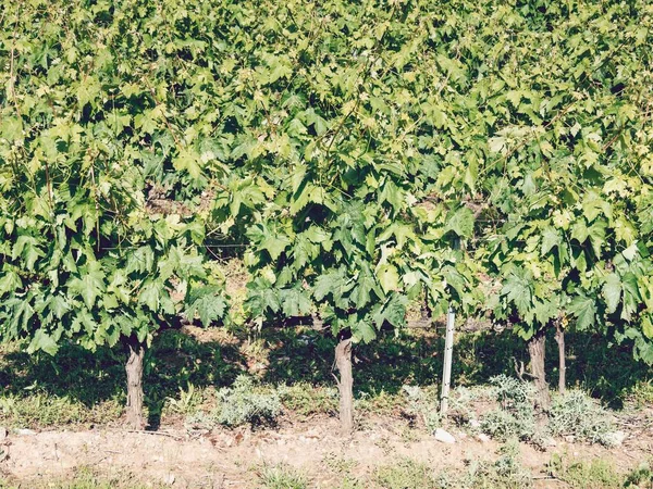 Beau Paysage Vignobles Rioja Espagne Pendant Journée — Photo