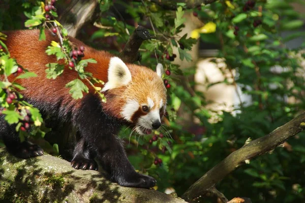 A closeup shot of a red panda on a tree branch under the sunshine