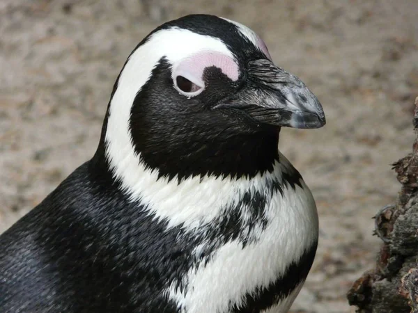 Чорний Пінгвін Білими Слідами Довгим Дзьобом Зоопарку — стокове фото